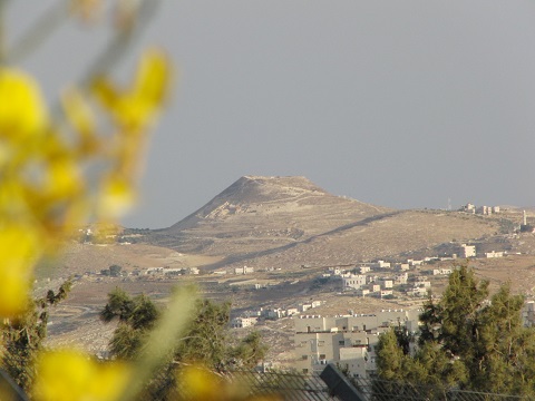 Rotem (Broom Bush) overlooking the Herodion, Kibbutz Ramat Rachel, Israel | &copy; Melech ben Ya'aqov, Karaite Insights