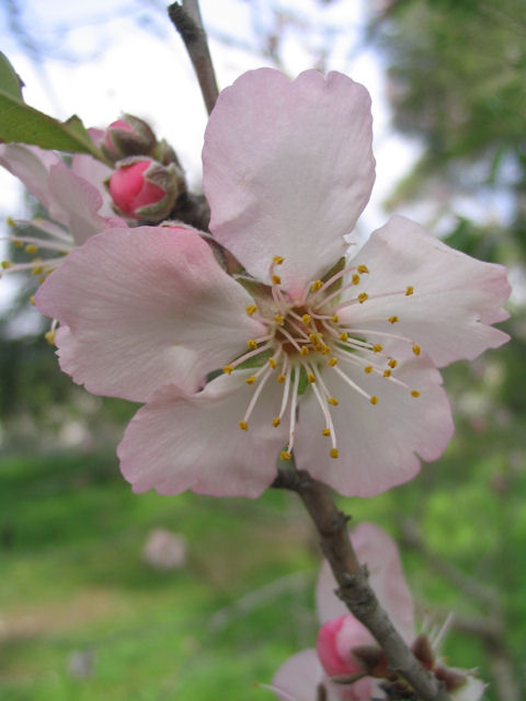Early spring almond blossom, Jerusalem, Israel | &copy; Melech ben Ya'aqov, Karaite Insights