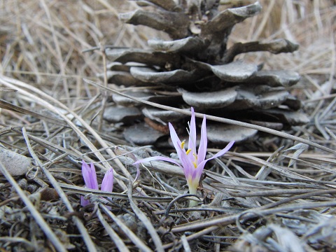 Sitvanit (early autumn flower) in the Jerusalem Forest, Israel | &copy; Melech ben Ya'aqov, Karaite Insights