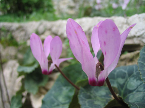 Rakefet (Cyclamen) in the Jerusalem Forest, Israel | &copy; Melech ben Ya'aqov, Karaite Insights