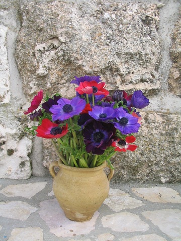 Kalaniot (Anemones) in clay pot, Jerusalem, Israel | &copy; Melech ben Ya'aqov, Karaite Insights