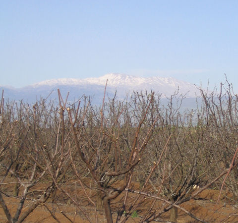 Apple orchard below Mount Hermon, Golan Heights, Israel | &copy; Melech ben Ya'aqov, Karaite Insights