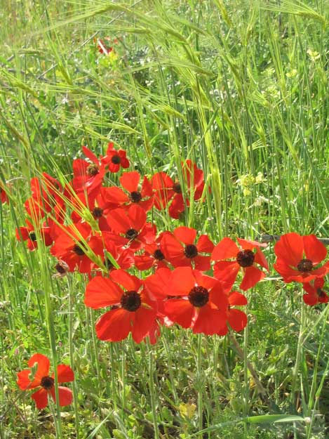 Springtime barley and red Nuriot (Buttercups), Jerusalem, Israel | &copy; Melech ben Ya'aqov, Karaite Insights