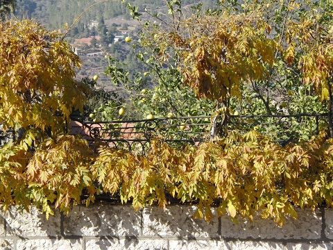 Wisteria and lemons in the late fall, Jerusalem, Israel | &copy; Melech ben Ya'aqov, Karaite Insights