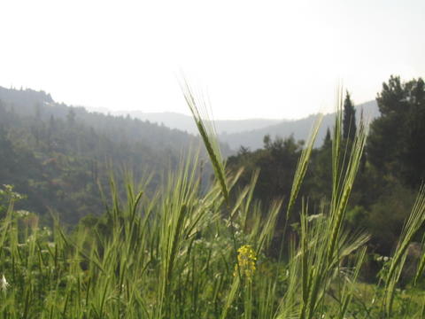 Aviv (almost ripe) springtime barley, Jerusalem, Israel | &copy; Melech ben Ya'aqov, Karaite Insights